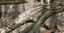 Promotional Treestand